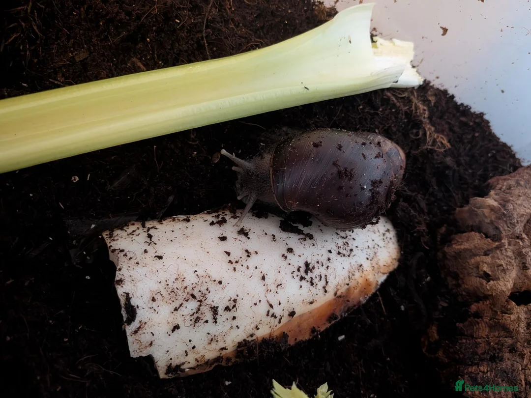 Snails invertebrates for sale: Giant African Land Snail - Advert 2