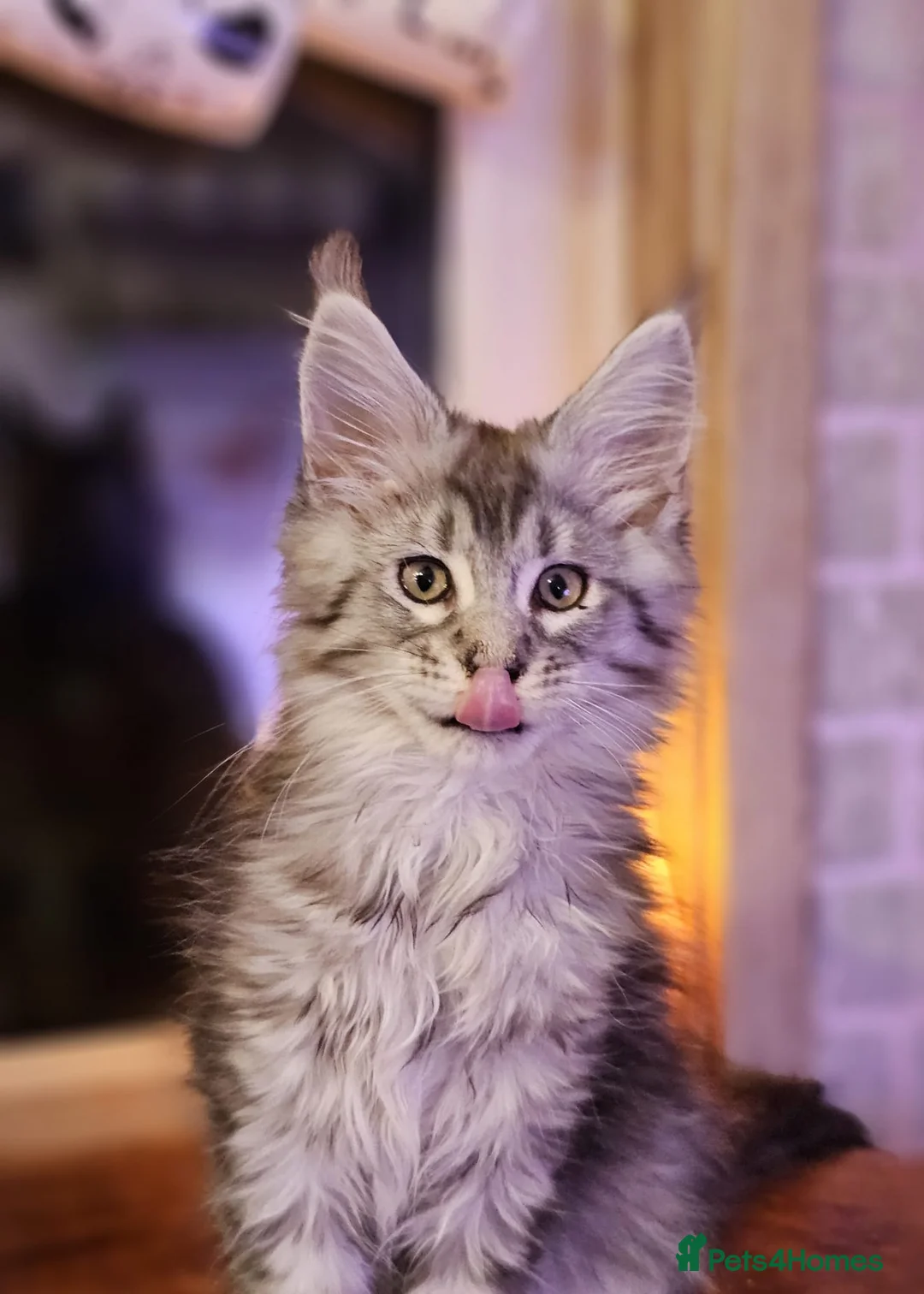 Maine Coon cats for sale: BEAUTIFUL MAINE COON KITTENS FOR SALE - Advert 12