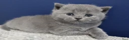 British Shorthair cats for sale: Gorgeous British Shorthair kittens Cute & Adorable - Advert 5