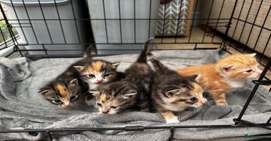 Mixed Breed cats - Advert 1