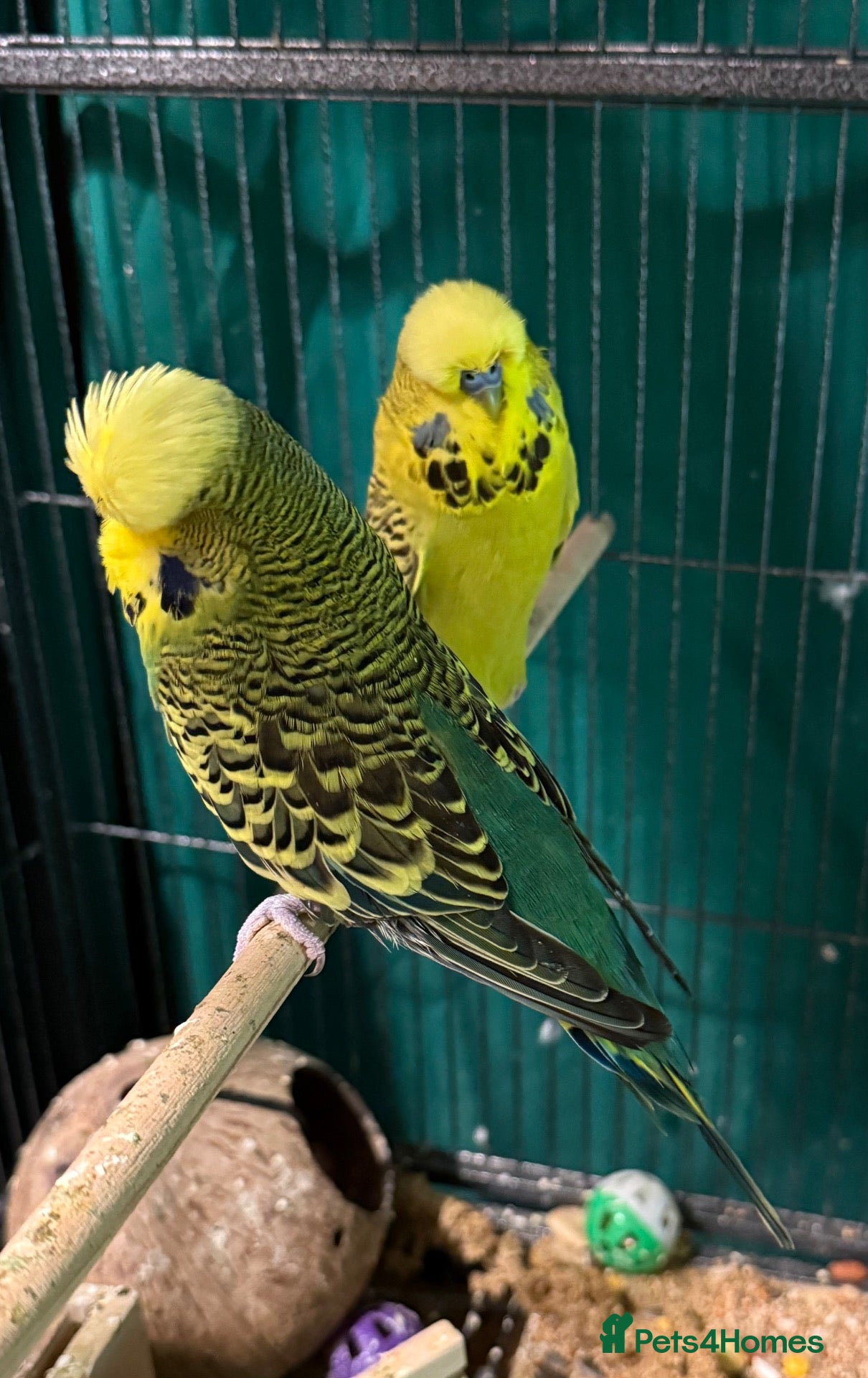 Budgerigars birds Pair English Budgie Boys, Bright Green & Olive - Advert 1