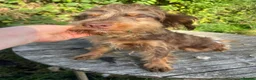 Cockapoo dogs for sale: Adult F1 and F1b girls - Advert 7