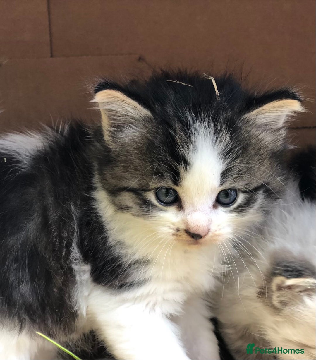 Mixed Breed cats for sale: Delilah’s kittens - Image 4