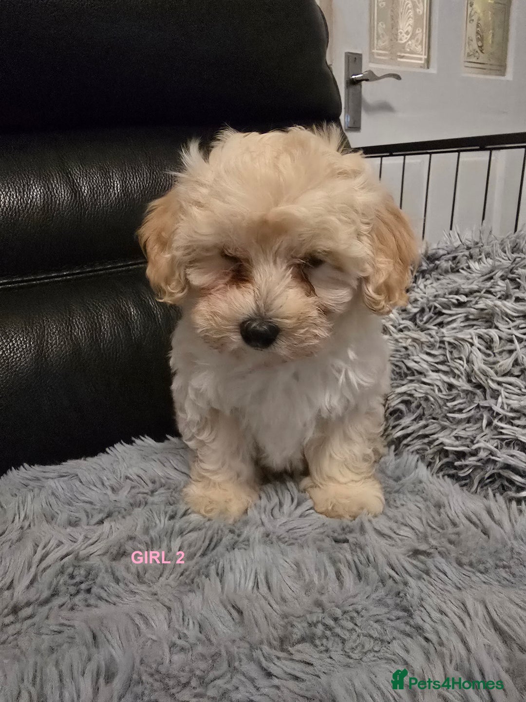 Maltipoo dogs for sale: MALTIPOO PUPPIES FOR SALE - Image 22