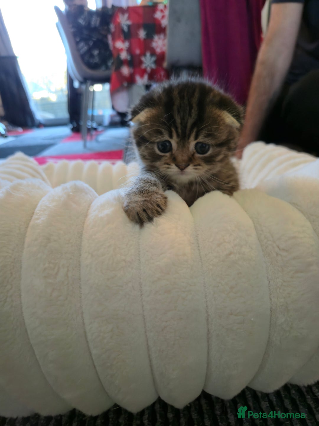 Scottish Fold cats for sale: scottish fold kittens for sale - Advert 13