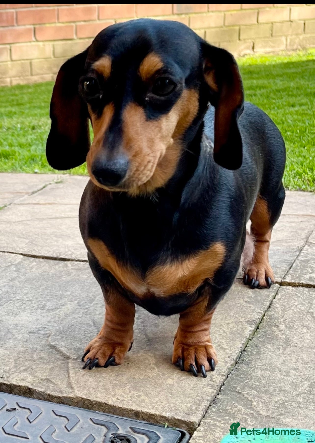 Phoebe 