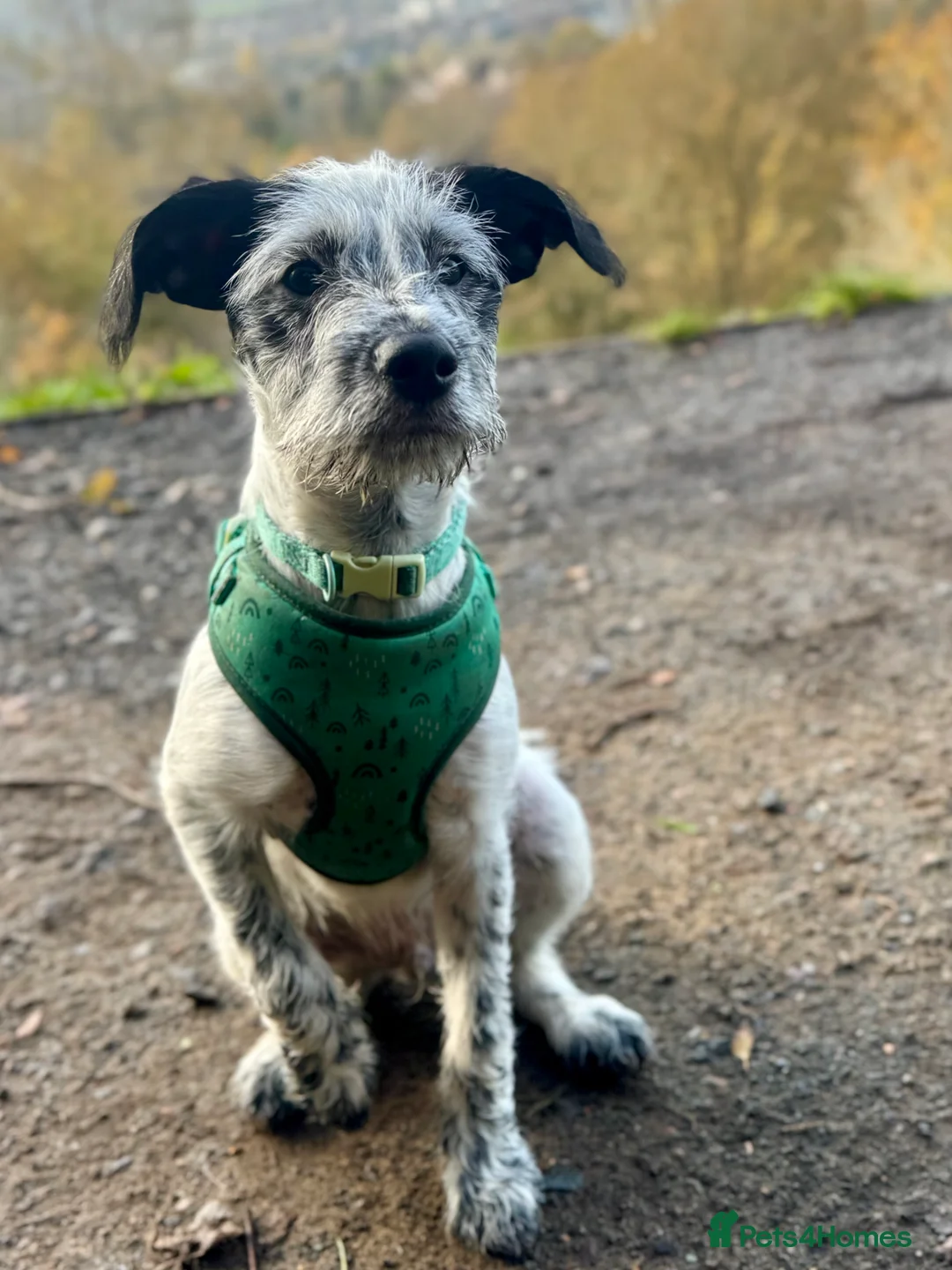 Mixed Breed dogs for sale: Freddie - Advert 2