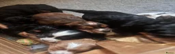 Mixed Breed dogs for sale: Cocker x cockalier male - ready to go - Advert 8