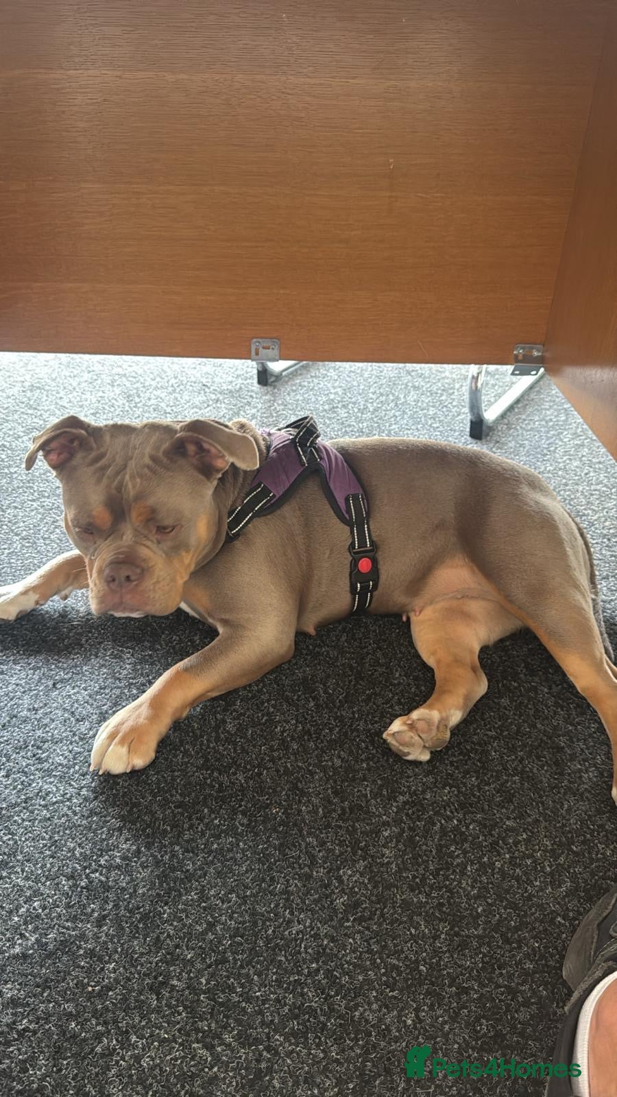 Olde English Bulldogge dogs Olde English fluffy Bulldogges - Advert 1