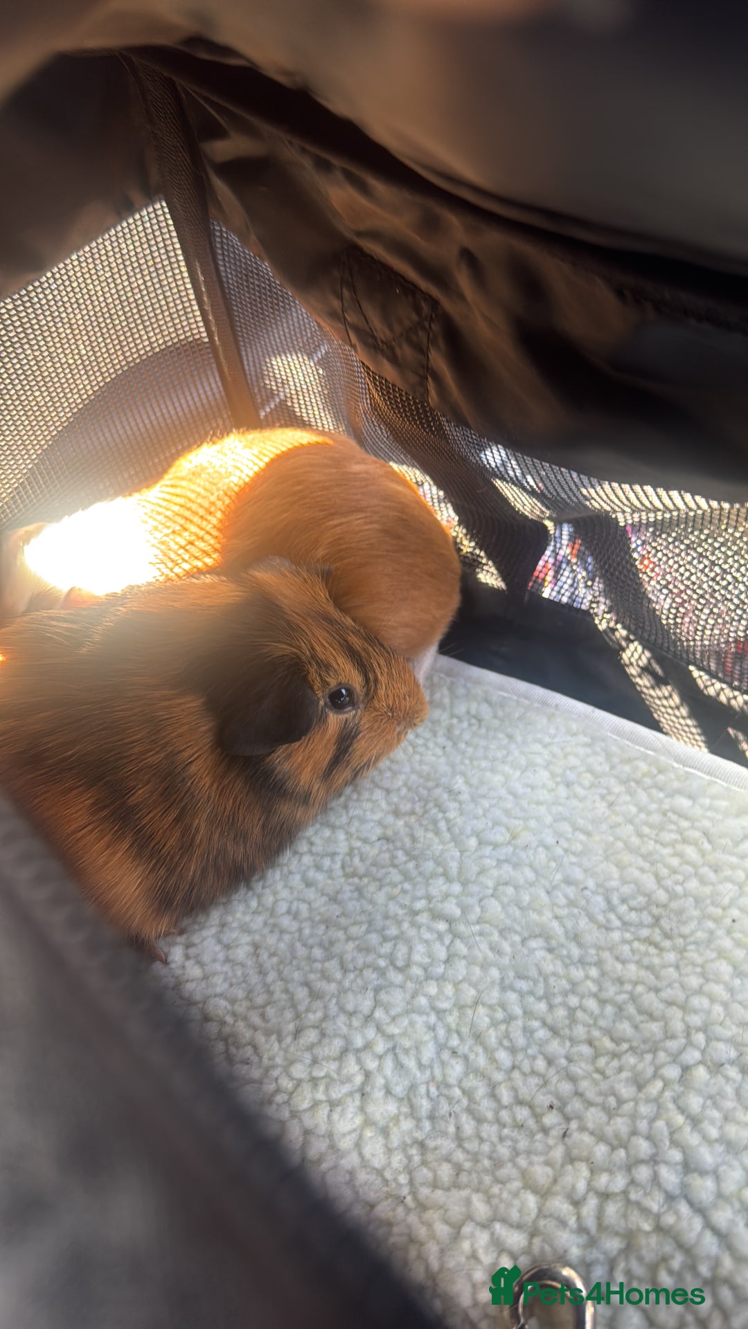 Guinea Pig rodents for sale: Guinepigs two Brothers  - Image 4