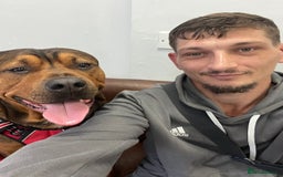 American Bull Staffy dogs for stud: Crash Bandicoot Staffweiler e ATAT d DNA tested ✅✅ - Image 29