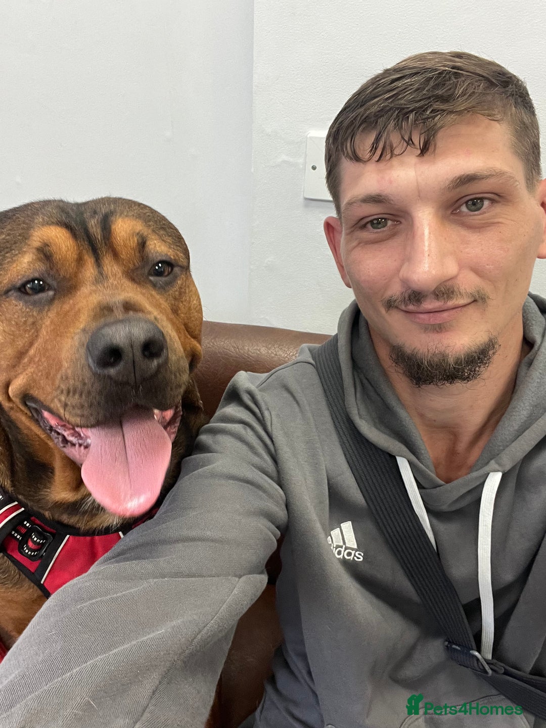 American Bull Staffy dogs for stud: Crash Bandicoot Staffweiler e ATAT d DNA tested ✅✅ - Image 29