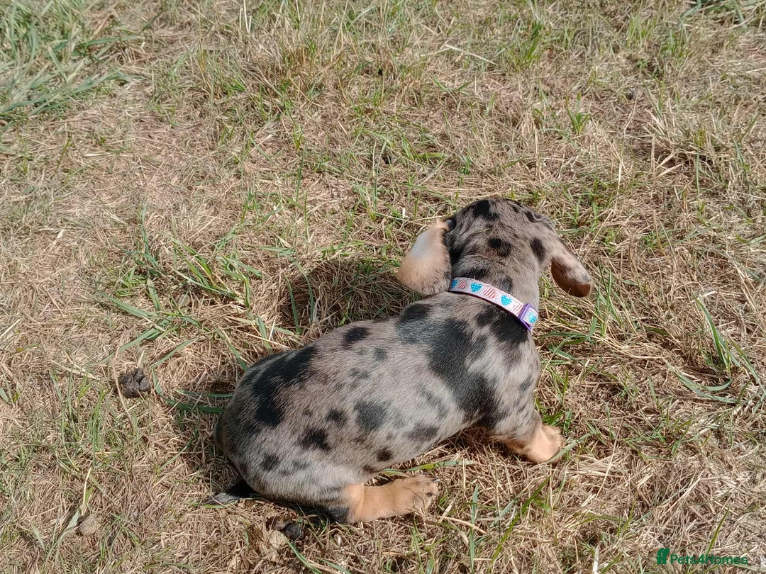 Miniature Dachshund dogs for sale: Stunning silver dapple miniature dachshunds  - Image 5