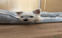 West Highland Terrier dogs for sale: Beautiful west highland terriers puppys - Image 4