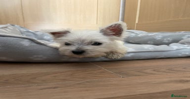 West Highland Terrier dogs - Advert 8