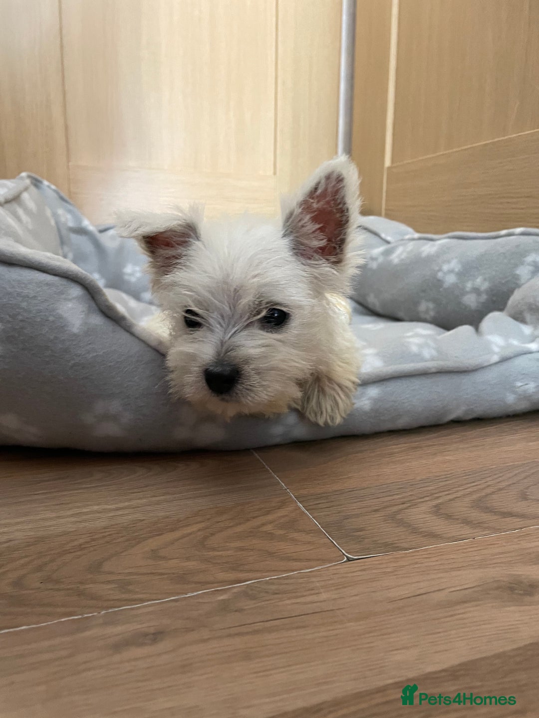 West Highland Terrier dogs for sale: Beautiful west highland terriers puppys - Image 4