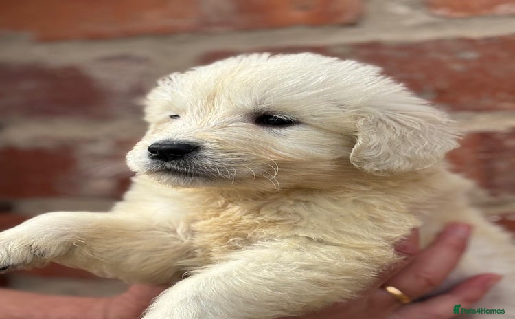 Golden Retriever dogs - Advert 4