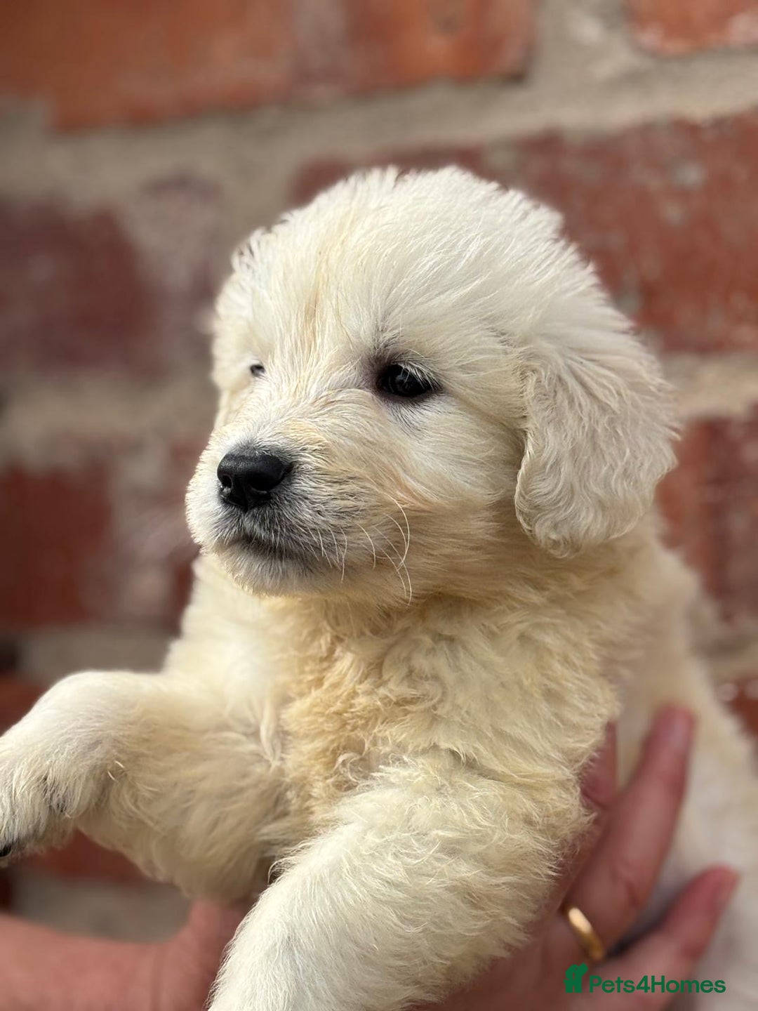 Golden Retriever dogs for sale: Reduced to find them there forever homes   - Image 2