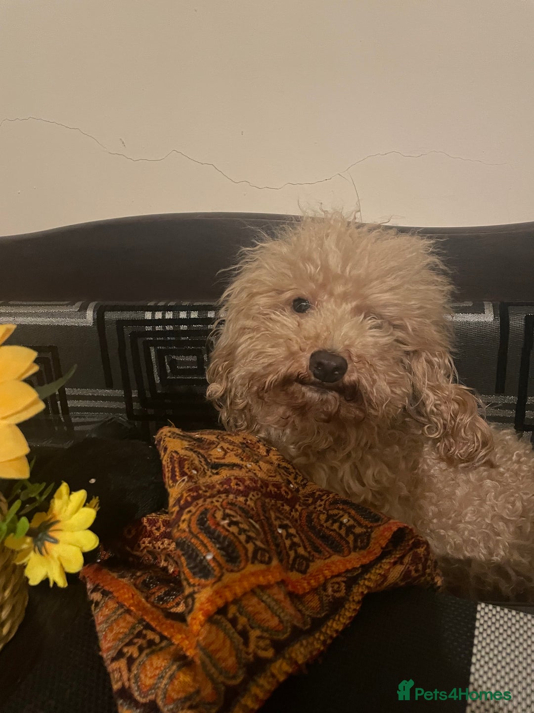 Maltipoo dogs for sale: Stunning Maltipoo Teddy Bear 🧸  - Advert 13