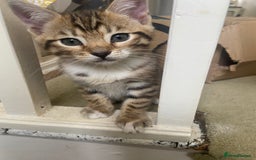 Bengal cats for sale: 3 BengalX kittens  - Image 16