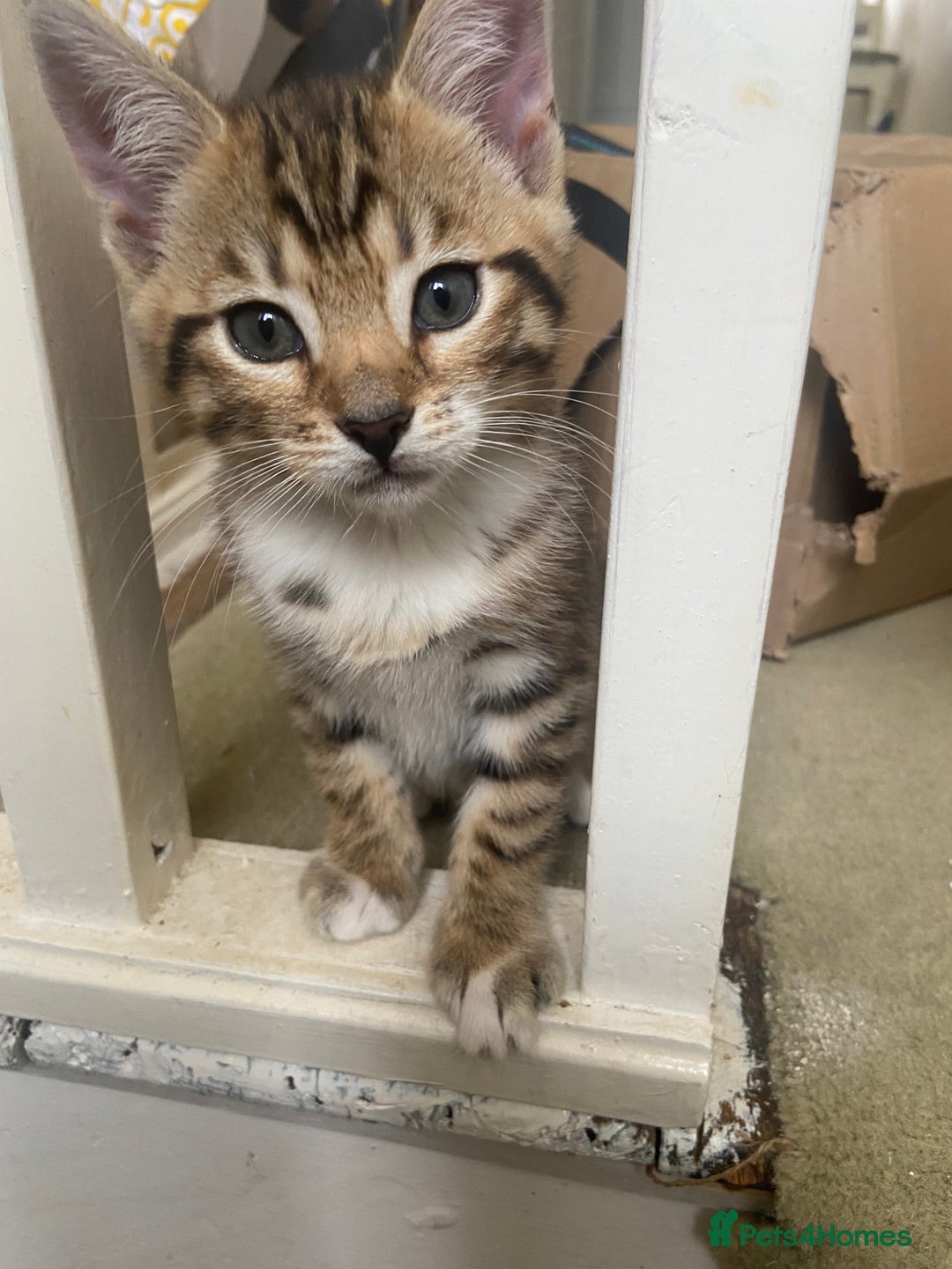 Bengal cats for sale: 3 BengalX kittens  - Image 16