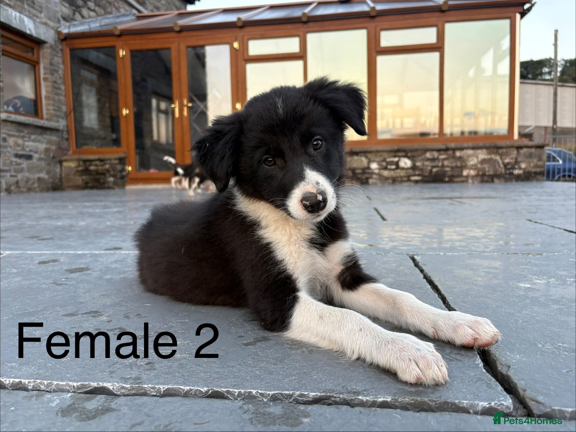 Border Collie dogs Beautiful Welsh Border Collie Puppies - Advert 2