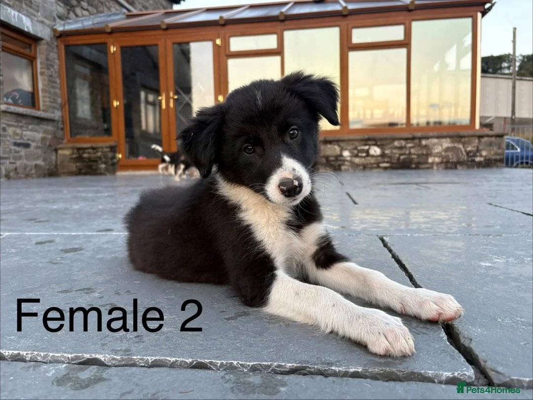 Border Collie dogs for sale: Beautiful Welsh Border Collie Puppies in Brecon - Advert 2
