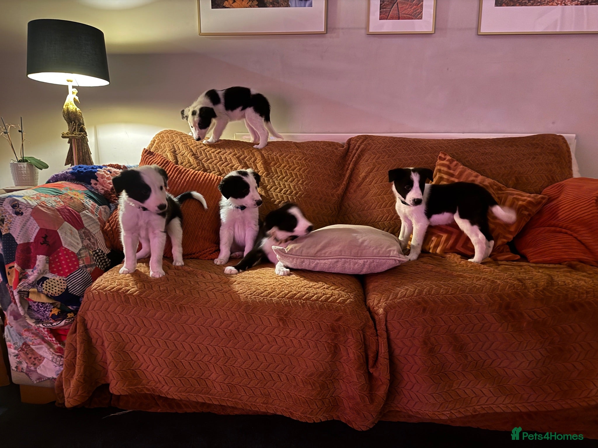 Border Collie dogs Pure breed Border Collies short and long hair - Advert 1