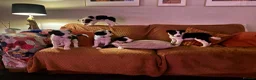 Border Collie dogs for sale: Pure breed Border Collies short and long hair - Advert 1