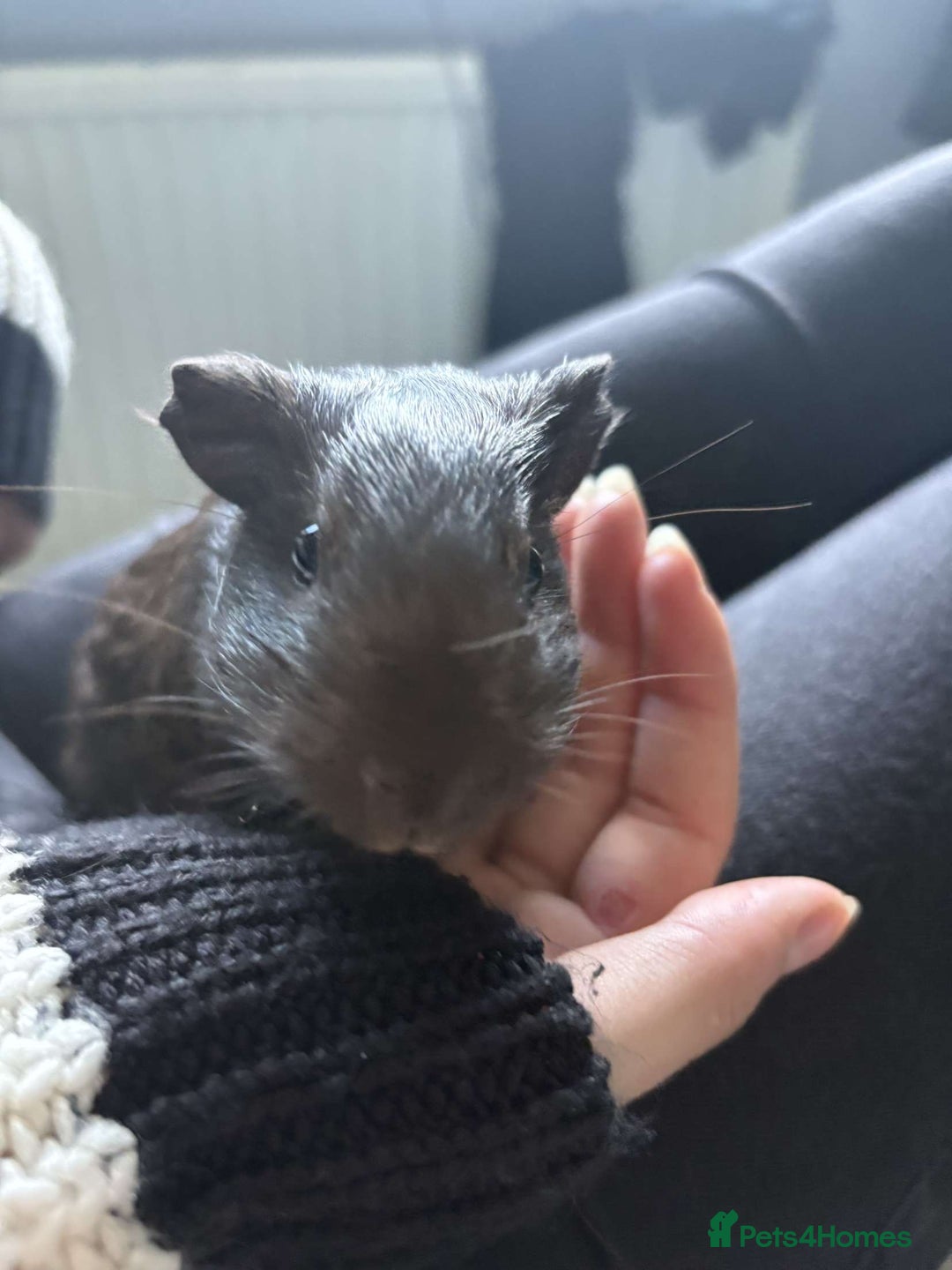 Guinea Pig rodents for sale: female guinea pig  - Image 2