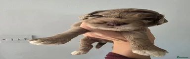 Chocolate merle