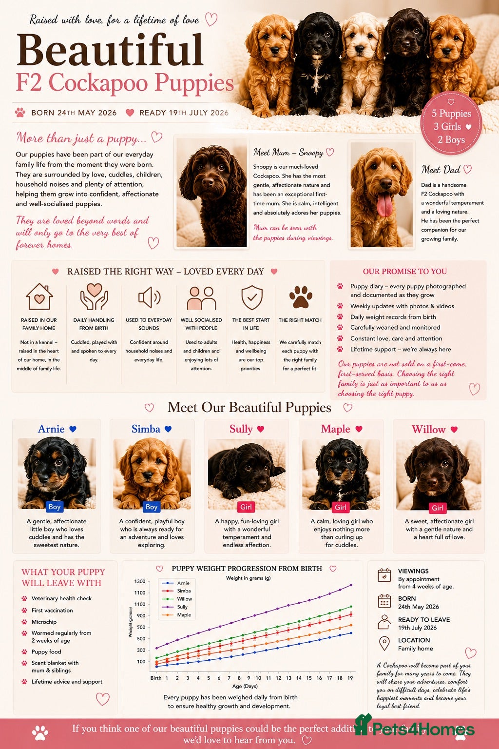 Cockapoo dogs 5 beautiful home raised Cockapoos - Advert 1