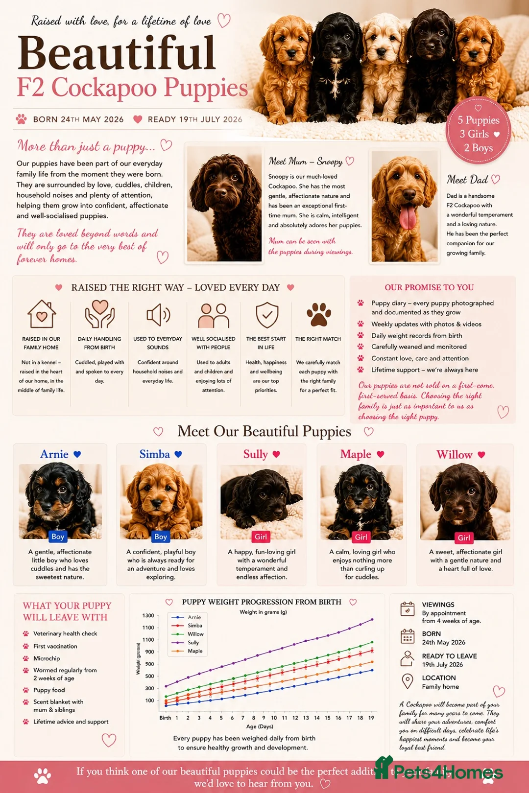 Cockapoo dogs for sale: 5 beautiful home raised Cockapoos - Advert 1