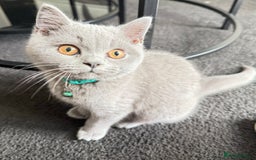 British Shorthair cats for sale: British Short hair - Image 4