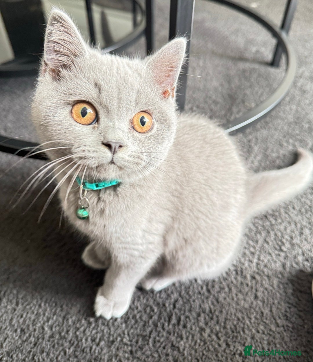 British Shorthair cats for sale: British Short hair - Image 4