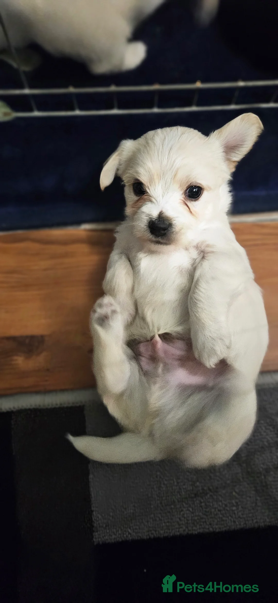 Morkie dogs for sale: Morkies - Advert 5