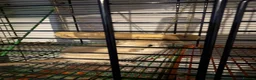 Gerbil rodents for sale: Gerbil  - Advert 4