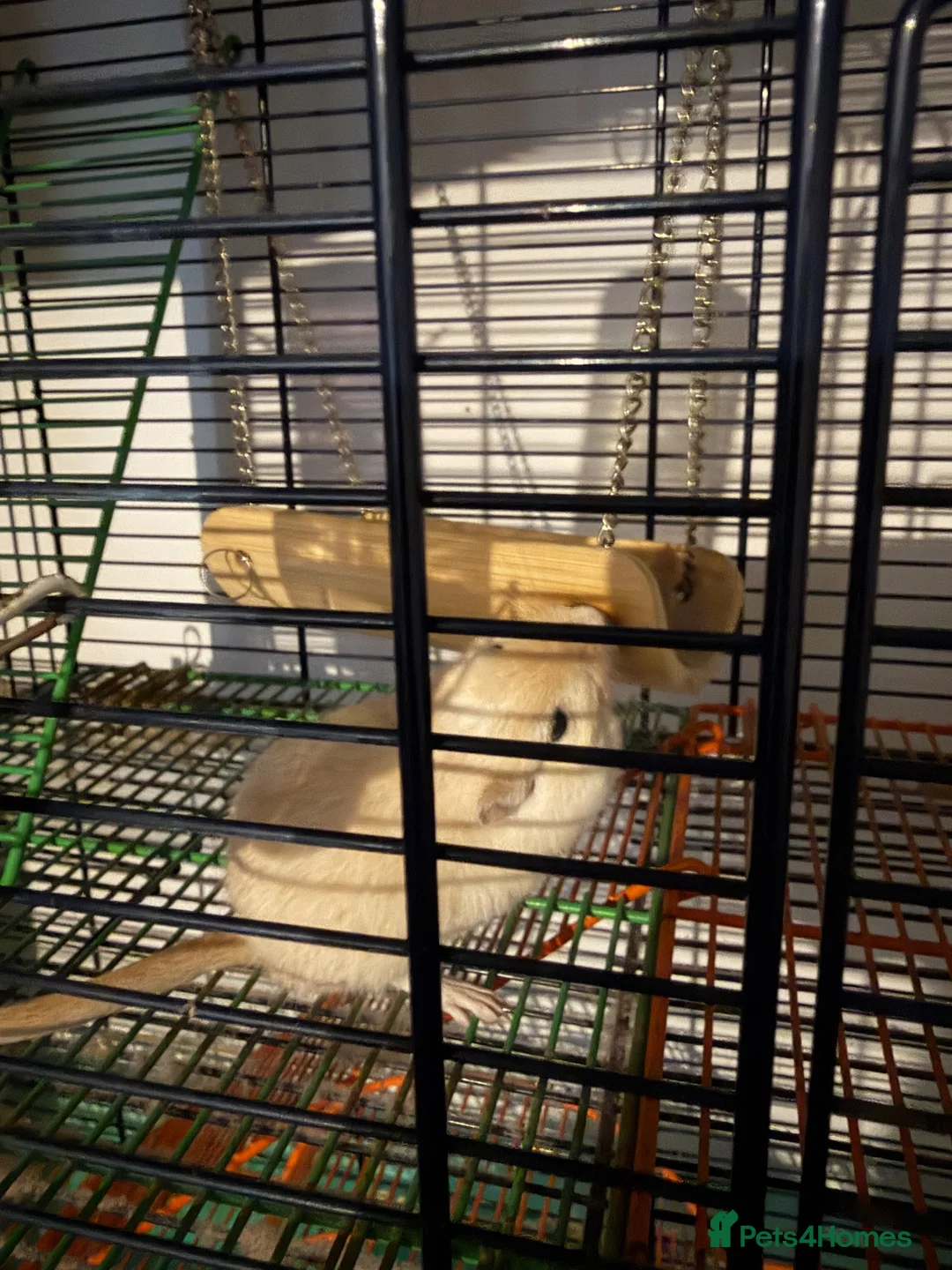 Gerbil rodents for sale: Gerbil  - Advert 4