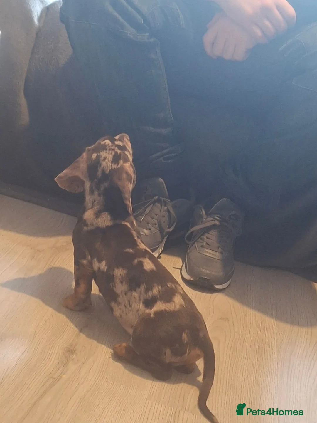 Miniature Dachshund dogs for sale: Minature DACHSHUND chocolate dapple  - Advert 7