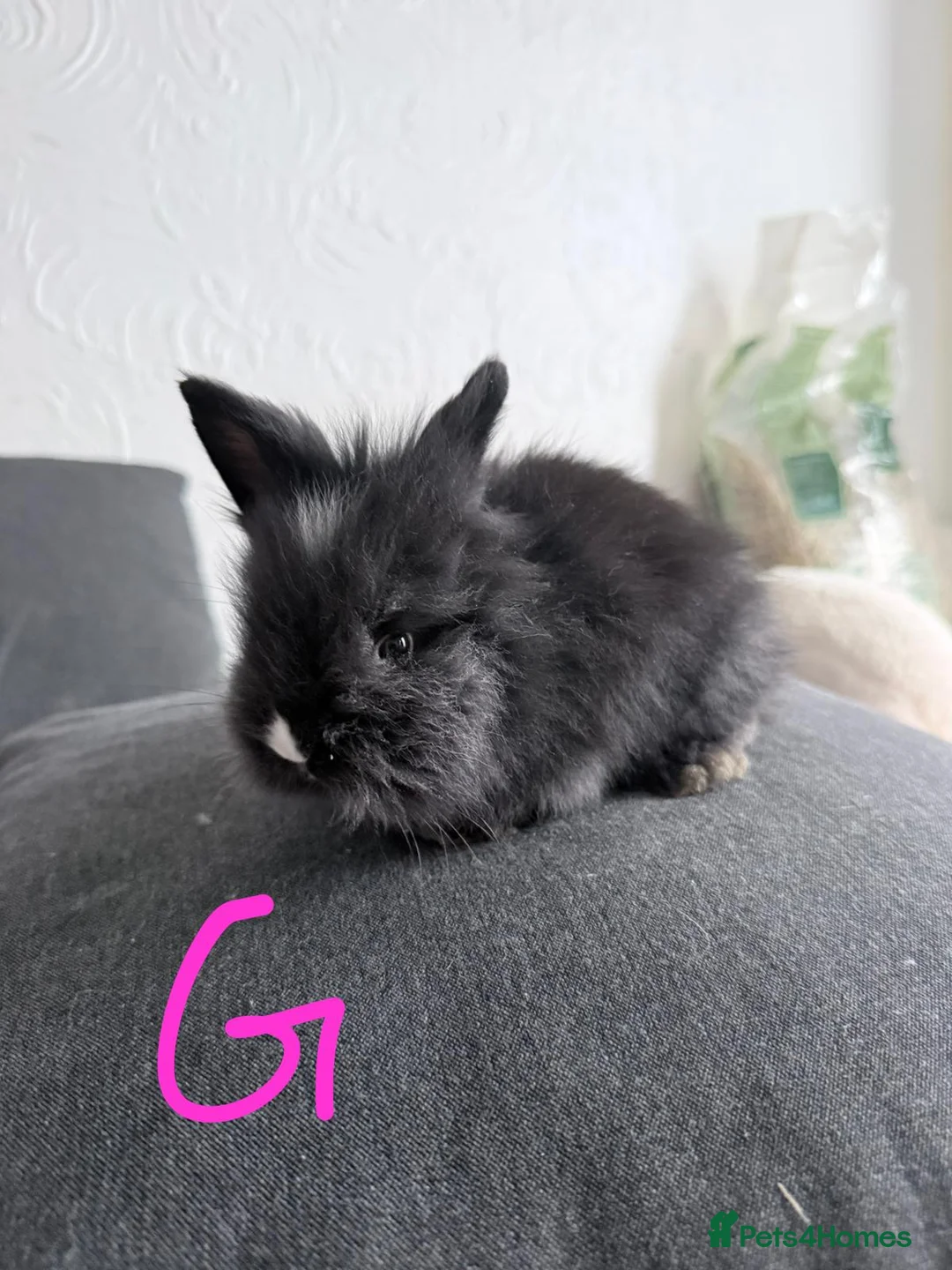 Lionhead rabbits for sale: BEAUTIFUL LIONHEAD BABY FOR SALE - Advert 9