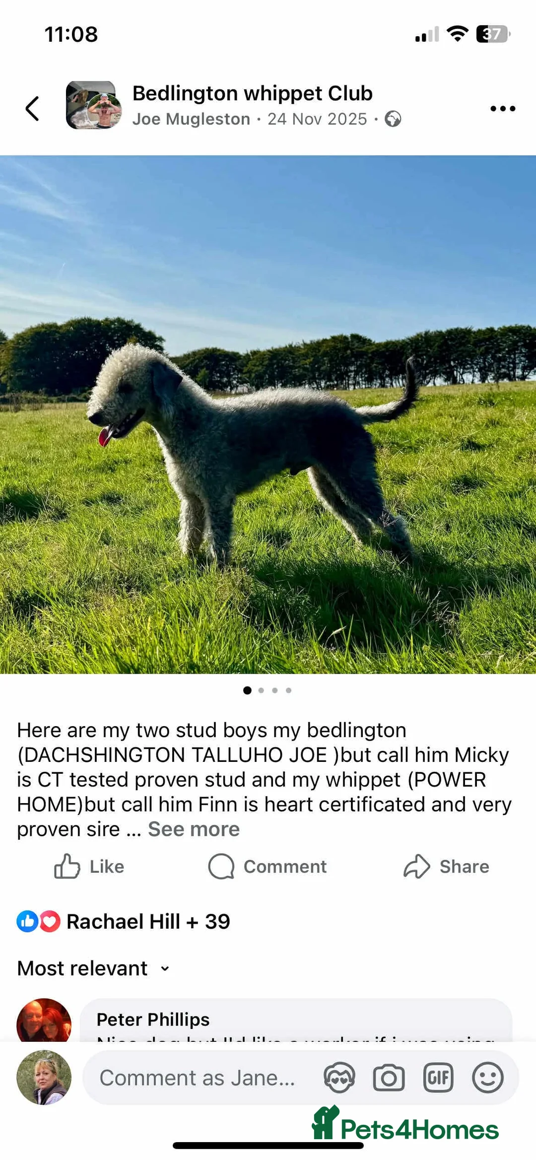 Mixed Breed dogs for sale: One bitch left for sale - Advert 6