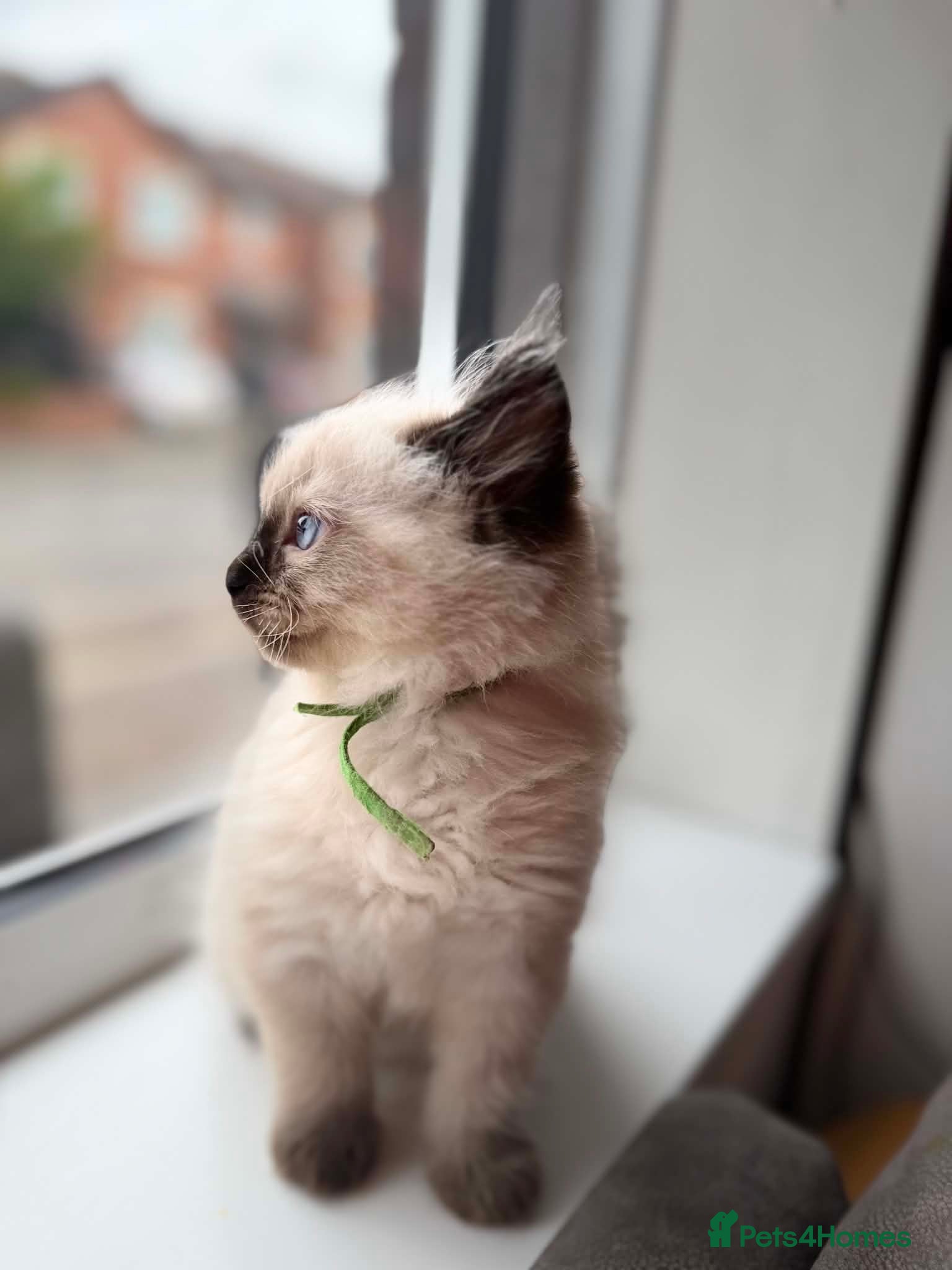 Ragdoll cats for sale: READY NOW RAGDOLL KITTENS  - Advert 14