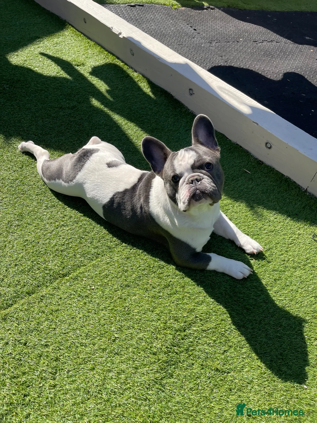 French Bulldog dogs for sale: Male French Bulldog Looking for a Loving New Home - Advert 2