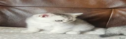 British Shorthair cats for sale: British shothair kittens  - Advert 13