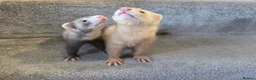 Ferret rodents for sale: 2 jills for sale 8 and 10 weeks old - Advert 3
