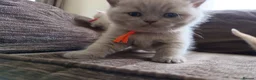 British Shorthair cats for sale: GCCF registered cream and lilac BSH - Advert 19