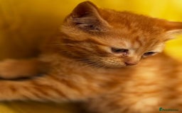 Mixed Breed cats for sale: Sweets in their pure form and without calories. - Image 4