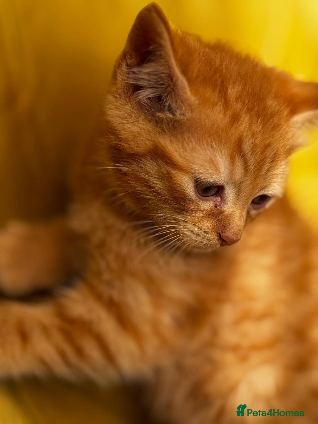 Mixed Breed cats for sale: Sweets in their pure form and without calories. - Image 4