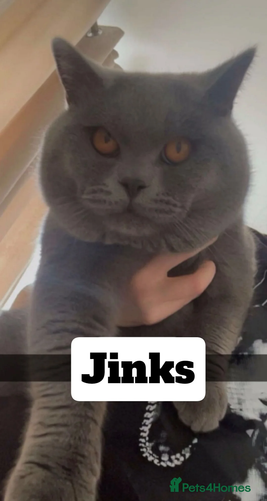 British Shorthair cats for stud: 💙 BLUE BRITISH SHORTHAIR – STUD SERVICES 💙 - Advert 3