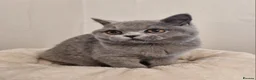 British Shorthair cats for sale: Stunning British Shorthair & Longhair Kittens  - Advert 22